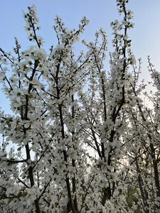 باغ نگار و نازین مسعودی