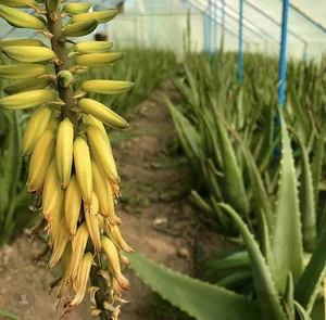 گلخانه الوئه ورا نوری aloevera nouri