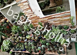 گلخانه باغ گلها 3