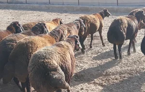 دامداری یداله