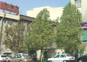 آتلیه محسنی