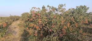 خدمات کشاورزی شرق