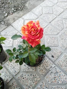 دهکده گل و گیاه لیندا