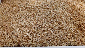 سمنو پزی ارشدی