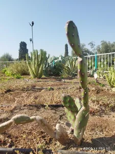 بوستان بزرگ آزادشهر 2