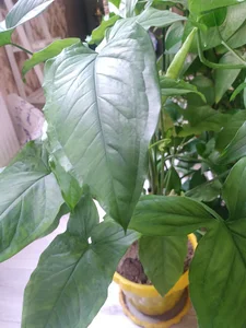 گل فروشی باران