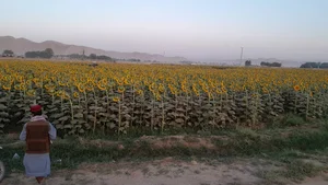 سنگ دوستان