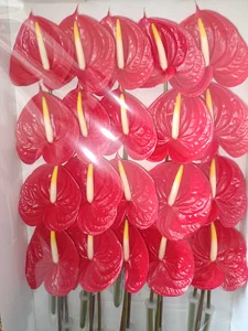 آوالانچ رز (Avalanche Rose)