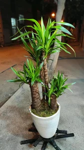 آقای گل مشهد 3