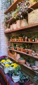 گلخانه گیاچی 3