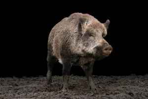 موزان حمده