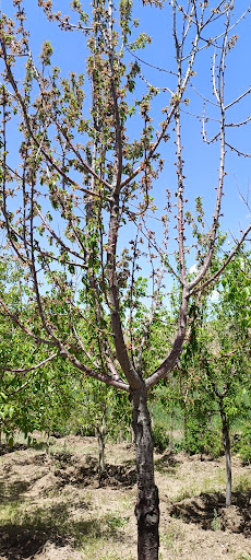 پارک کوی چمران