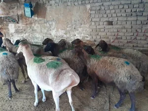 کشتارگاه های بهداشتی دام در مشهد 2