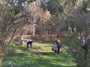 نهالستان طبیعت سبز