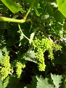 باغ انگور روح اله رحمانی