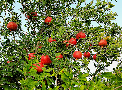 باغ انار یحیی قدرتی