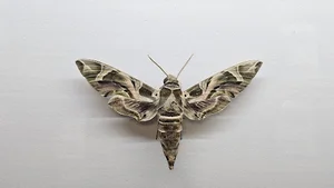 موزه پروانه ها