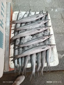 ماهی سرای ناخدا 4