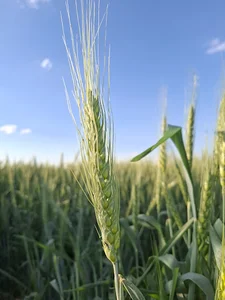 روستای سیدآباد