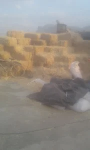 گاوداری حلاج