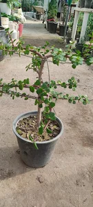 گلخانه ارکیده