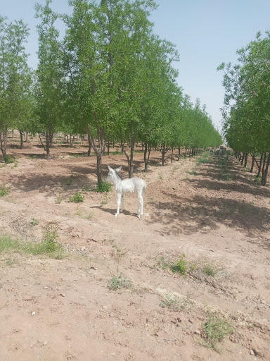 دامداری حاج حسن قاسمی