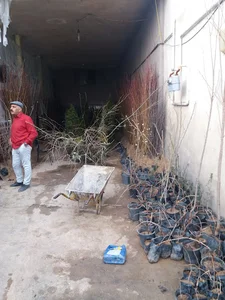نهال اهورا