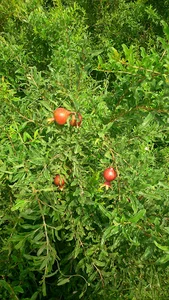 نهال فروشی علیدوستی