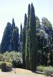 درخت سرو حسامی