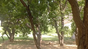 رنگ تکنو