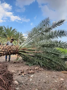 رودان