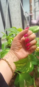 میوه فروشی ایلیا