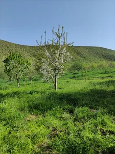 باغ کیهان یوسفی – Keyhan Garden