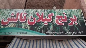 برنج گیلان تالش جلالی
