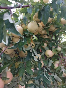 مزرعه حاج محمدحسن صابری