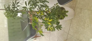 کافه نان طره چیتگر(پامچال) 2