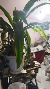 کاور مبل هنرور