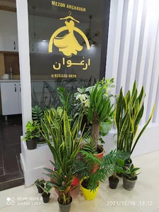 مزون ارغوان