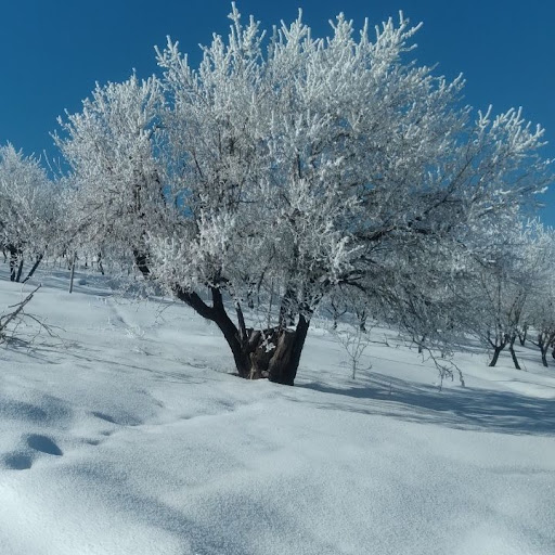 بیمه البرز نمایندگی روزبهانی