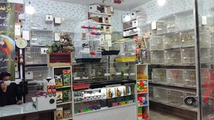 پرنده خاص,درمان و دارو ,تعیین جنسیت