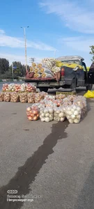 گرگان زنگیان
