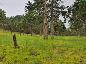 پارک جنگلی بندرانزلی