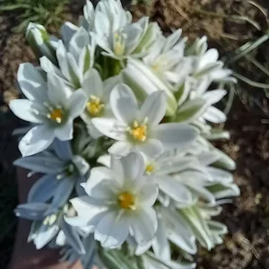 سو.پر گوشت تک