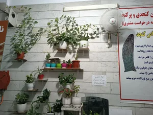 نان سنگک سنتی کهن 3