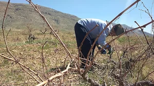 باغ رزي عبدالله مهرابی