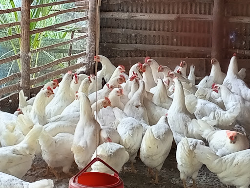 বাবুল টি স্টোর