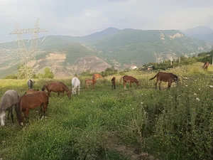 زمین برادران پوستین دوز(الات)