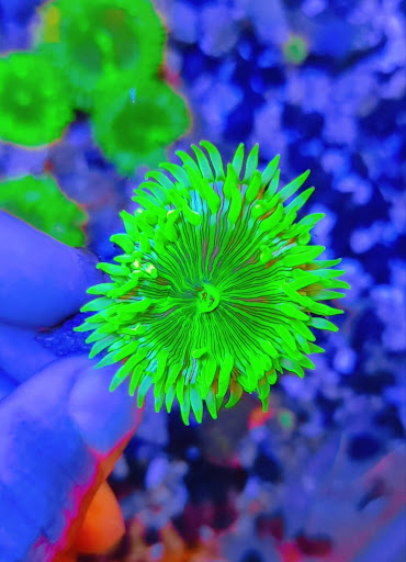 Coral City