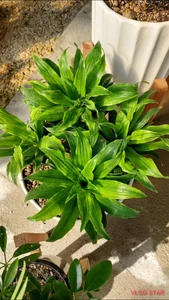 گل فروشی رضا 2
