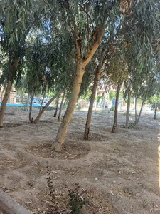 بوستان الماس